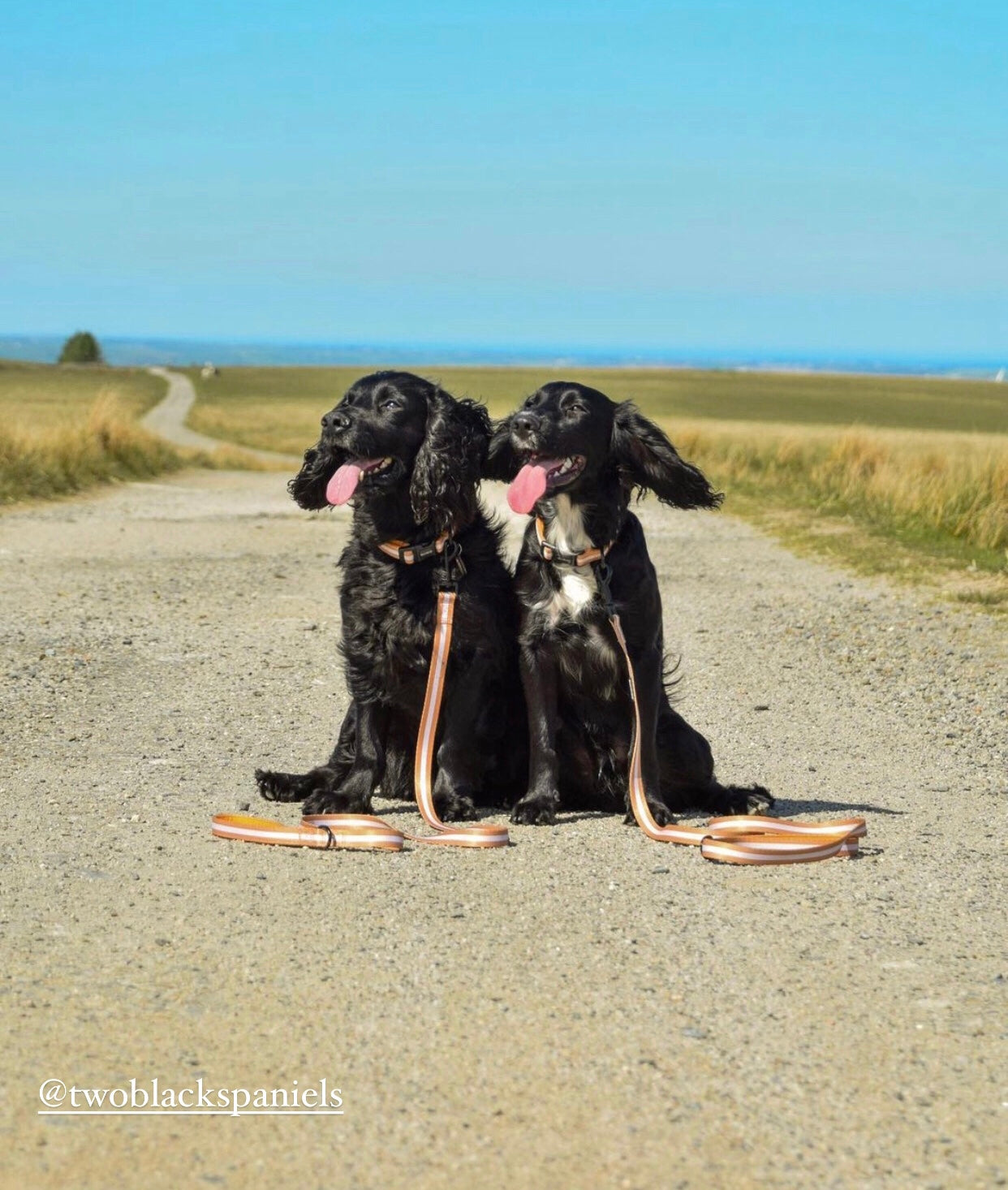 Sand Dog Lead